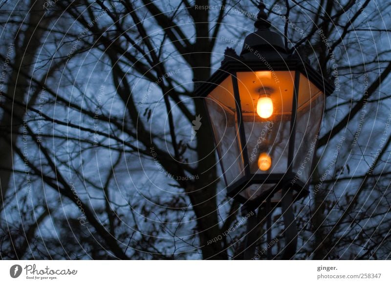 There's always light somewhere. Environment Nature Plant Sky Winter Bad weather Rain Warmth Tree Park Dark Creepy Bright Cold Trashy Gloomy Blue Lamp Lantern