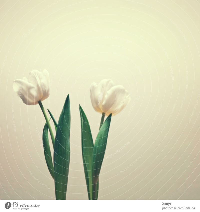 two Plant Flower Tulip Retro Green White Spring fever Calm In pairs Side by side Looking away Subdued colour Interior shot Deserted Copy Space top