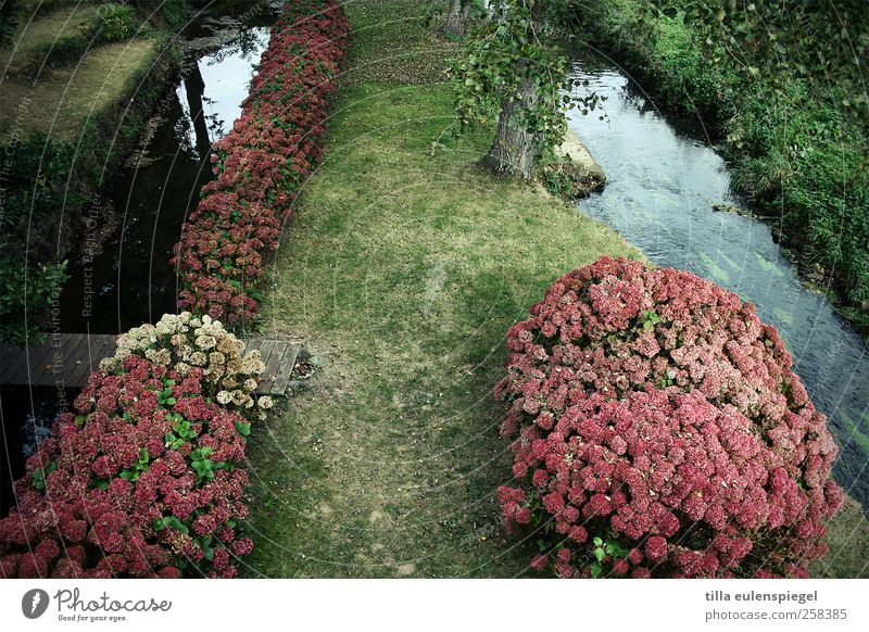brittany Nature Plant Tree Flower Grass Rhododendrom Garden Meadow Brook Natural Green Pink Footbridge Colour photo Exterior shot Bird's-eye view