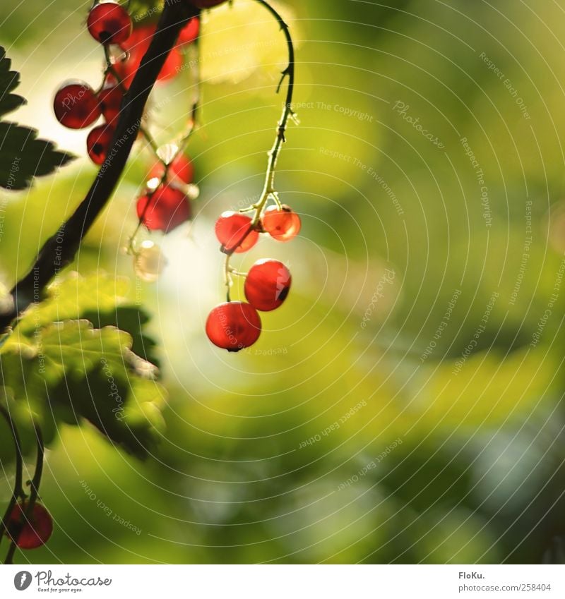 wild berries Fruit Environment Nature Plant Sunlight Summer Beautiful weather Bushes Leaf Wild plant Park Hang Illuminate Healthy Bright Delicious Natural Round