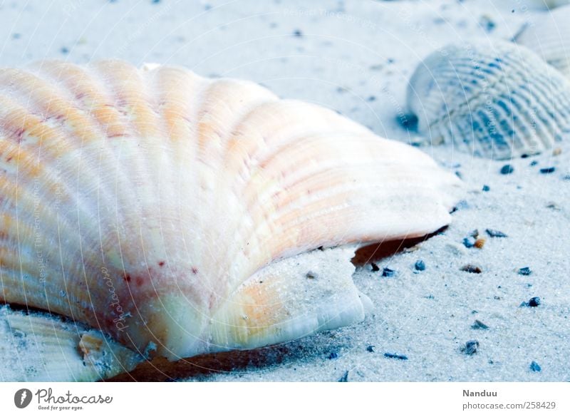 winter's daydream Souvenir Cold Mussel shell Scallop Sand Beach Vacation & Travel Vacation mood Things Detail Still Life Colour photo Subdued colour