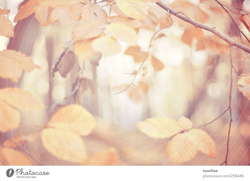 autumn leaves V Environment Nature Autumn Climate Leaf Forest Wood Relaxation branches Light Pastel tone Seasons Colour photo Exterior shot Deserted Day Blur