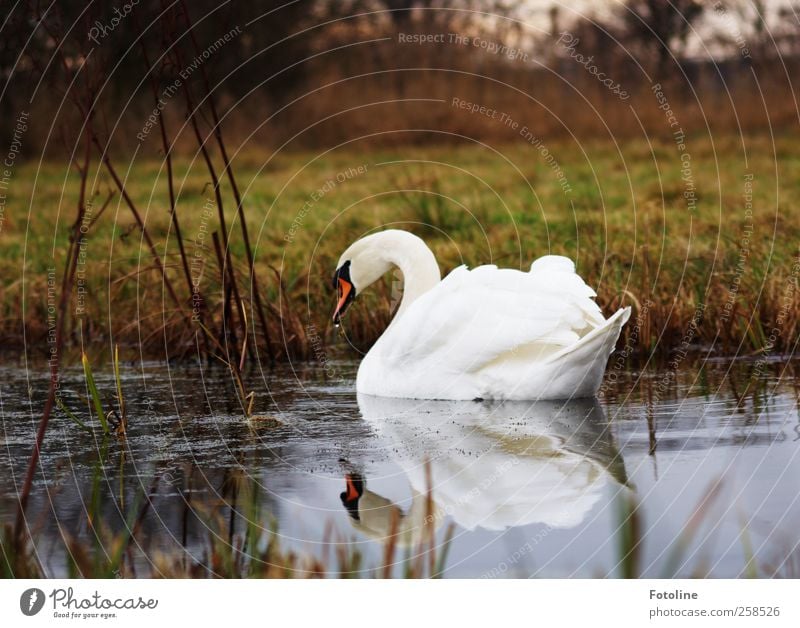 Beautiful all year round Environment Nature Plant Elements Water Meadow Coast Lakeside Pond Animal Wild animal Bird Swan Wing Wet Natural White Metal coil