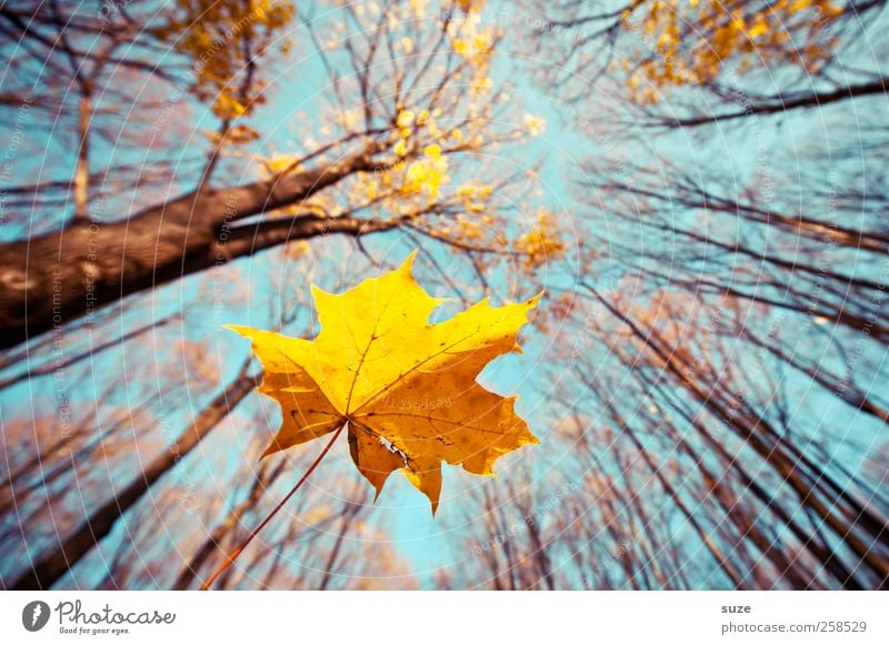 air mail Agriculture Forestry Environment Nature Landscape Plant Elements Air Sky Autumn Climate Beautiful weather Tree Leaf To fall Illuminate Large Blue