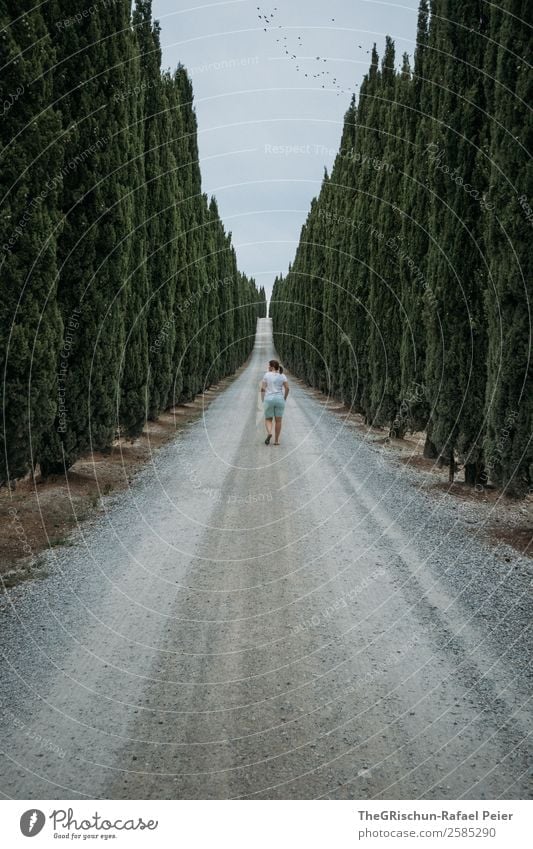 Italy Landscape Gray Green Tuscany Travel photography Avenue Lanes & trails Walking Woman Tree Cypress Gravel Clouds Colour photo Copy Space top