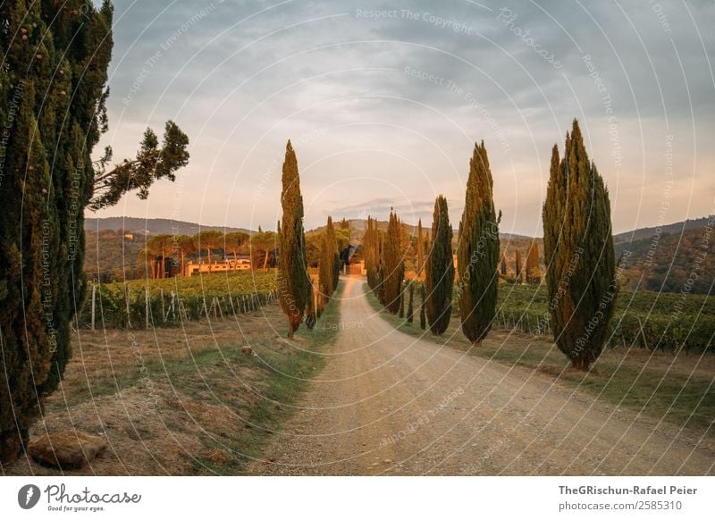 avenue Nature Landscape Brown Green Orange White Tuscany Italy Cypress Avenue Gravel Vine Travel photography Property Sunset Clouds Discover Colour photo