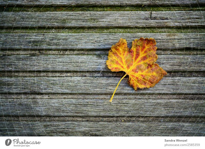 autumn Autumn Leaf Loneliness Exhaustion Vine leaf Multicoloured Colour photo Deserted Neutral Background Day Bird's-eye view