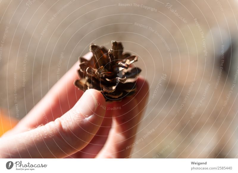 pine cone Senses Hand Environment Nature Forest Sustainability Brown Fir cone Pine cone Cone Harvest Collection To go for a walk Exterior shot Copy Space left