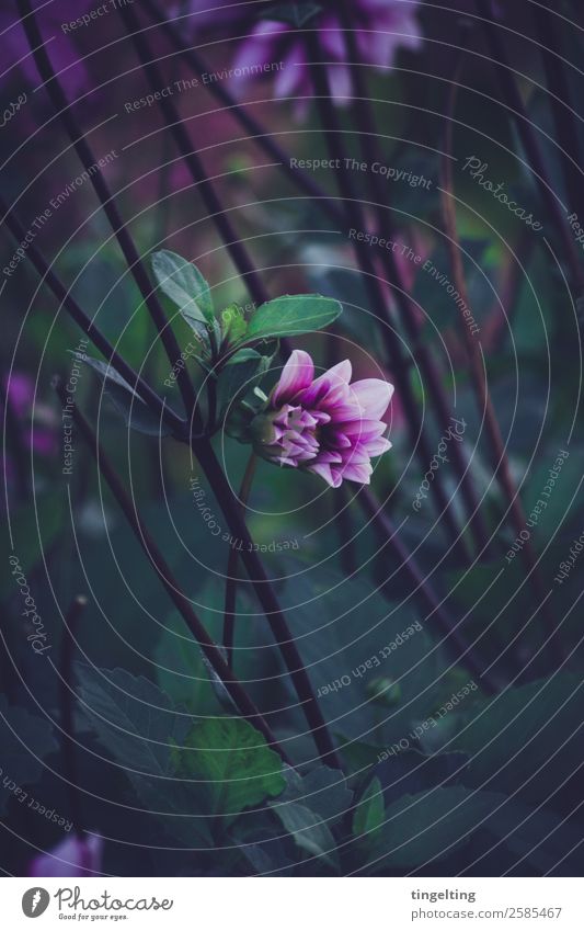come loose Environment Nature Plant Flower Leaf Blossom Garden Blossoming Green Violet Black Bud Near Moody Dark Cold Beautiful Minimalistic Stalk depth