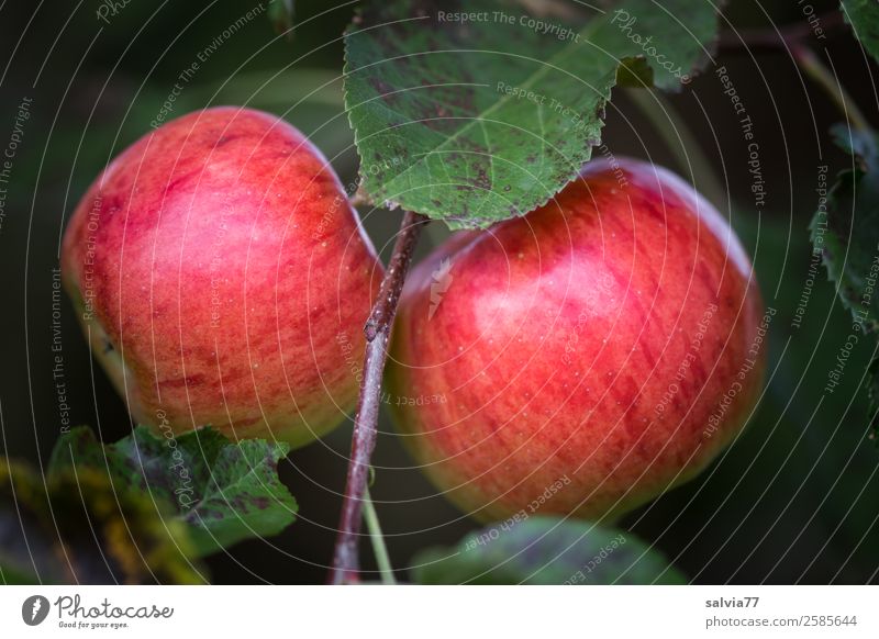 twins Food Apple Nutrition Organic produce Vegetarian diet Nature Autumn Plant Leaf Fruit garden Hang Illuminate Fresh Healthy Good Delicious Green Red October