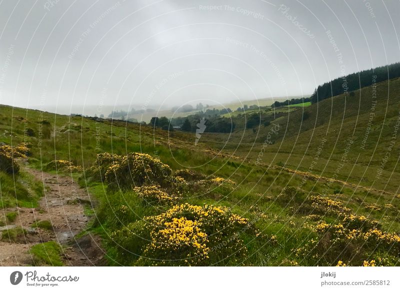 Scotland, Somewhere Trip Adventure Far-off places Freedom Hiking Nature Landscape Plant Elements Clouds Summer Fog Rain Meadow Loneliness Infinity