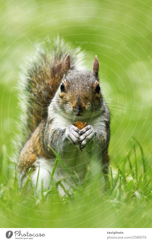 curious cute grey squirrel eating nut on lawn Eating Beautiful Nature Animal Grass Park Meadow Fur coat Feeding Stand Small Funny Natural Cute Wild Brown Gray