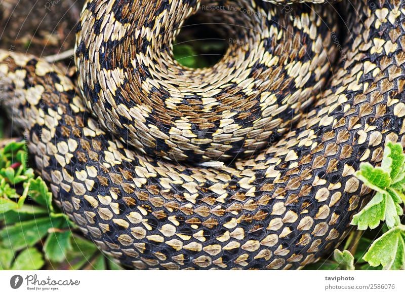 detail of meadow viper pattern Beautiful Skin Nature Animal Meadow Snake Small Natural Wild Brown Fear Dangerous Poison wildlife European Living thing scarce