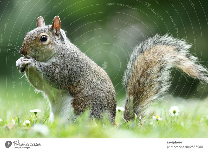 grey squirrel eating nut in the park Eating Beautiful Garden Nature Animal Park Fur coat Wild animal Feeding Small Funny Natural Cute Brown Gray Green Appetite