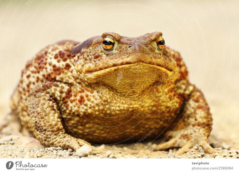 large Bufo bufo on the ground Beautiful Body Skin Garden Nature Animal Large Wet Natural Cute Wild Brown Gray Dangerous common Toad amphibian frog wildlife