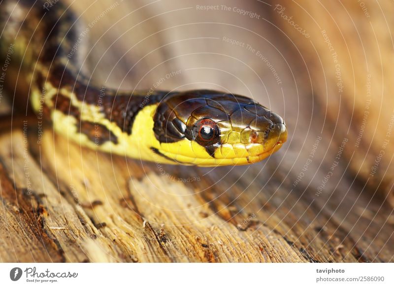 portrait of juvenile Zamenis longissimus Face Medication Youth (Young adults) Environment Nature Animal Snake Thin Wild Fear zamenis aesculapian Reptiles