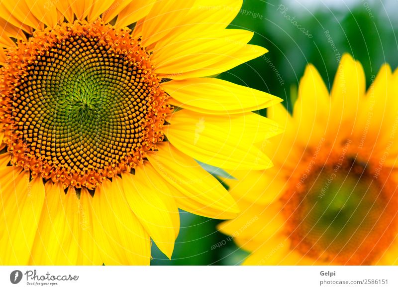 Image of beautiful sunflowers Beautiful Summer Sun Garden Nature Landscape Plant Sky Flower Leaf Blossom Meadow Growth Bright Natural Yellow Green Colour