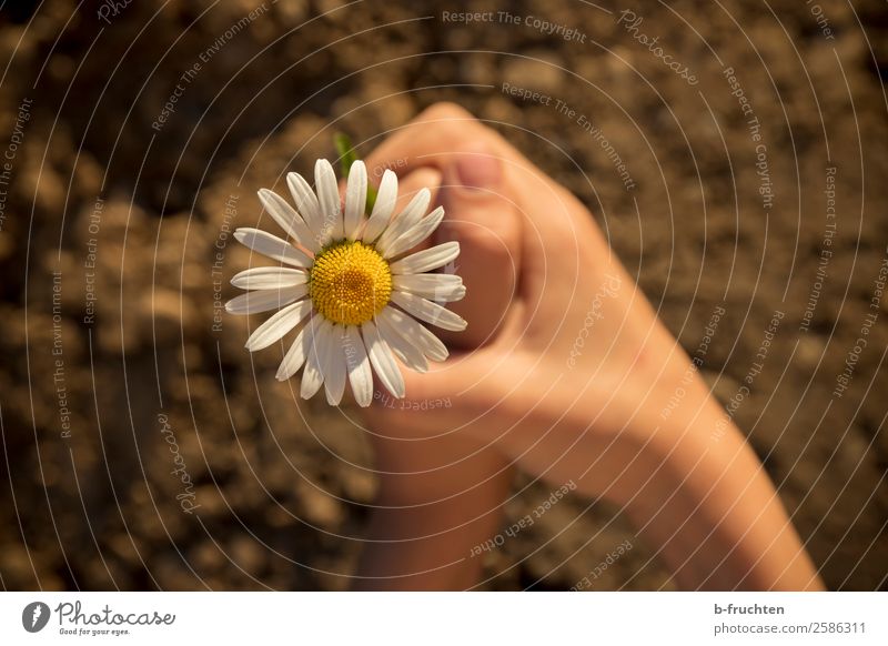Marguerite in children's hands Contentment Meditation Garden Child Schoolchild Hand Fingers Earth Plant Flower Blossom Select Observe To hold on Simple Fresh