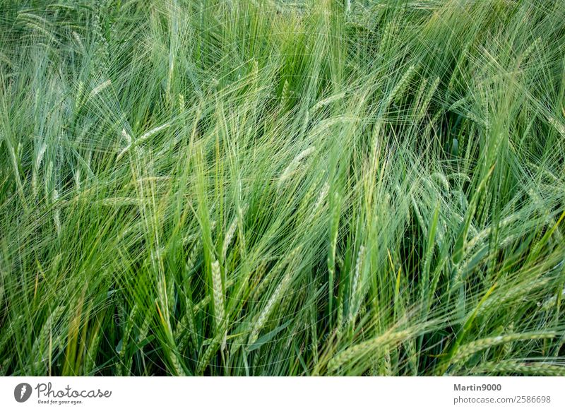 cornfield Nature Animal Summer Beautiful weather Plant Agricultural crop Field Green Colour photo Exterior shot Copy Space left Copy Space right Copy Space top