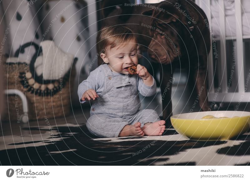 cute baby boy eating cookies and playing at home Plate Lifestyle Playing Winter Bedroom Child Baby Boy (child) Friendship Infancy Animal Sweater Pet Dog Sit