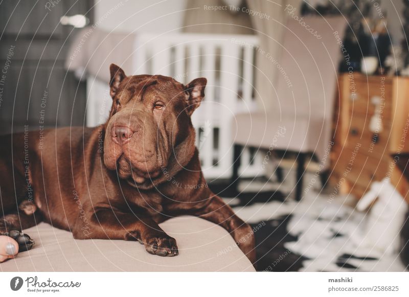beautiful brown shar pei dog relaxing at home Happy Beautiful Relaxation Playing Friendship Animal Fur coat Pet Dog Funny Modern Cute Brown Home Couch interior