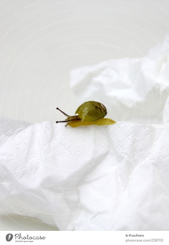 at snail's pace Animal Snail 1 Green White Serene Speed Slowly paper handkerchief Handkerchief Loneliness Crawl Colour photo Deserted Copy Space top