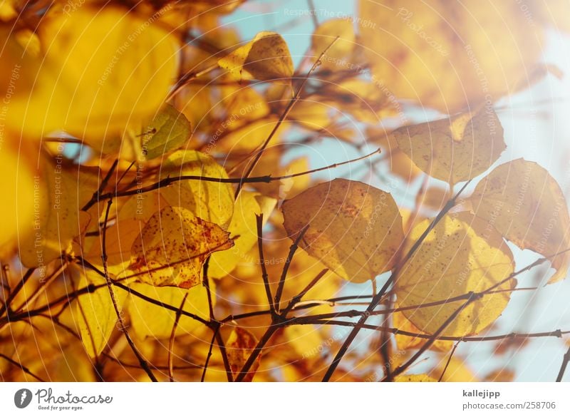 with leave Environment Nature Plant Animal Air Sky Cloudless sky Leaf Garden Park Yellow Gold Autumn Season Colour photo Multicoloured Day Light Shadow Contrast