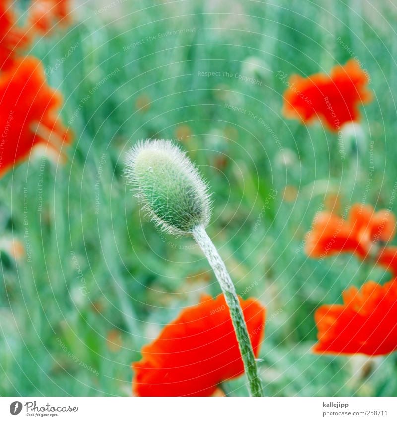 i like mohndays Environment Nature Plant Flower Grass Leaf Blossom Foliage plant Wild plant Park Meadow Blossoming Green Poppy Poppy blossom Bud Red