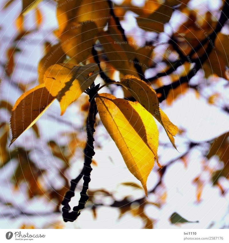 yellow leaves Plant Autumn Beautiful weather Tree Leaf Cherry tree Garden Blue Yellow Violet Black White Autumnal colours Illuminate Back-light Early fall
