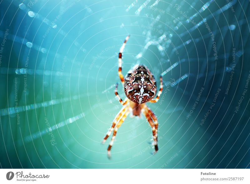 beautiful spider Environment Nature Animal Summer Autumn Wild animal Spider 1 Free Bright Small Near Natural Blue Brown Spin Spider's web Spider legs