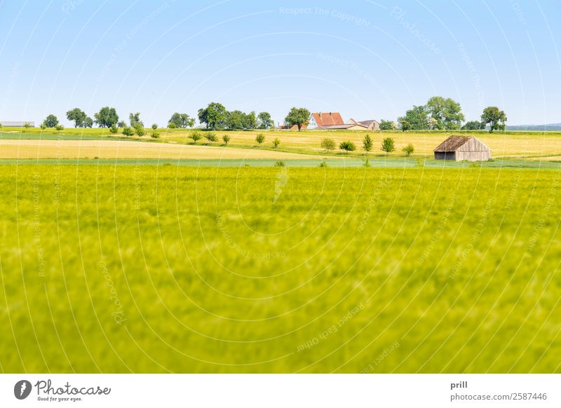 agricultural scenery at spring time Agriculture Forestry Landscape Plant Spring Tree Bushes Meadow Field Growth Sustainability Peaceful Idyll Arable land Row