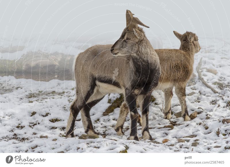 wild goats Winter Nature Animal Fog Forest Wild animal Together Cold Goats Bezoar goat Snow Natural Habitat Frost Tree trunk Living thing Frozen laterally two