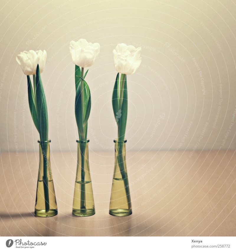 Three Plant Flower Tulip Bouquet Green White Orderliness Arrangement 3 Sequence Spring Side by side Puristic Flower vase Interior shot Deserted Copy Space right