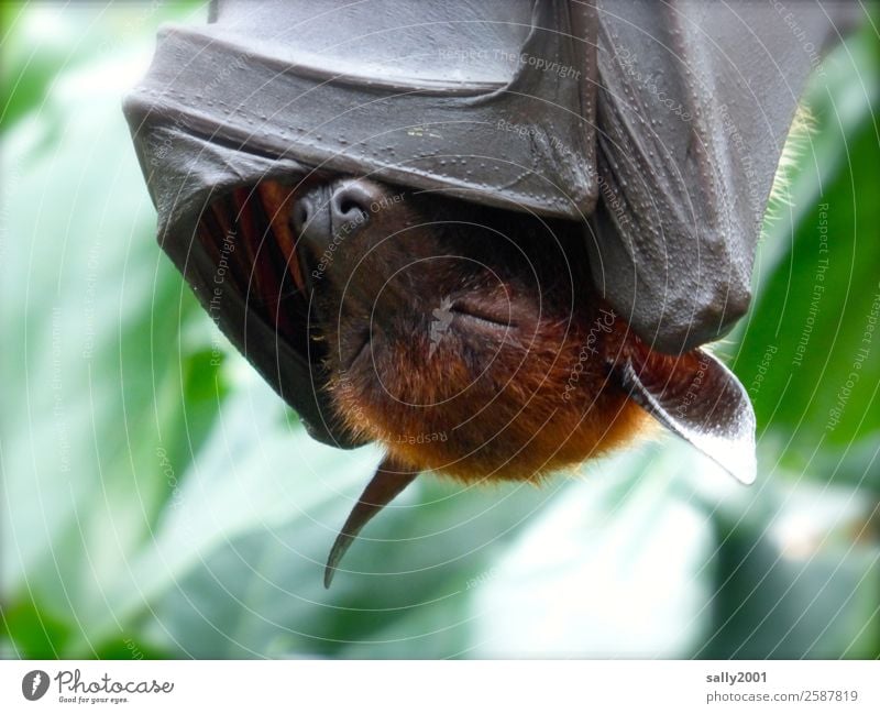 weekend Animal Wild animal Old World fruit bats Bat 1 Hang Sleep Exotic Fatigue Relaxation Asia Cover up Cozy Hide Animal face Colour photo Exterior shot