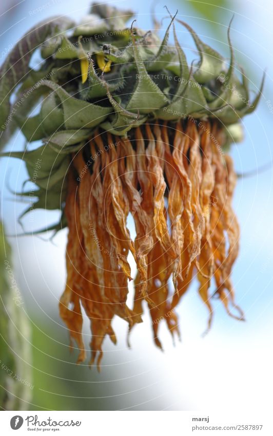 Suddenly old Nature Plant Summer Flower Sunflower Old Hang Faded Exceptional Natural Sadness Grief Death Shriveled Dry Colour photo Subdued colour Exterior shot