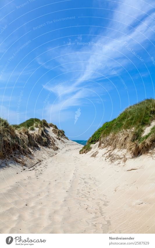 Path between the dunes Vacation & Travel Tourism Camping Summer Summer vacation Sun Beach Ocean Nature Landscape Water Sky Clouds Beautiful weather Grass Coast
