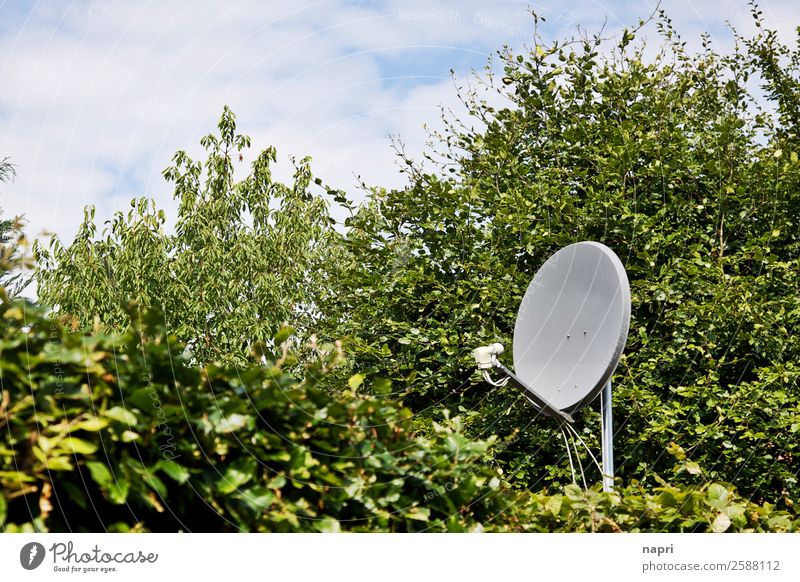 satellite dish Satellite dish Technology Telecommunications Information Technology Bushes Hedge Infinity Creepy Nerdy Gray Green Responsibility Curiosity