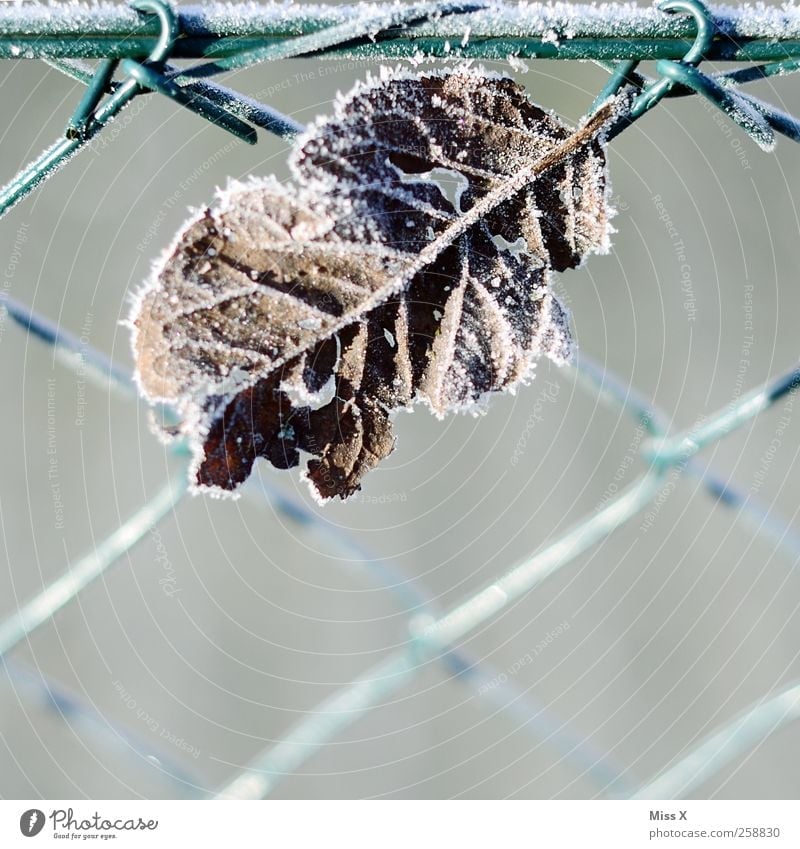 chill Winter Ice Frost Leaf Cold Fence Wire netting fence Rachis Colour photo Subdued colour Exterior shot Close-up Structures and shapes Deserted
