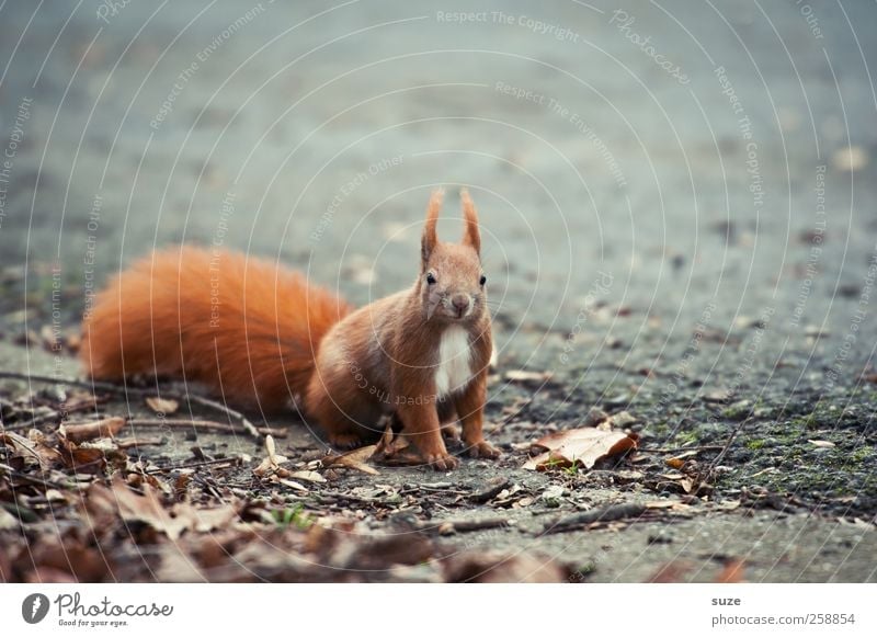 For secret Environment Nature Animal Earth Autumn Pelt Wild animal 1 Sit Wait Small Curiosity Cute Gray Red Interest Squirrel Rodent Tails Ground Animalistic