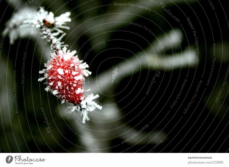 The ice cold rose hip Winter Frozen Red Ice Branch Plant ice crystals Dog rose