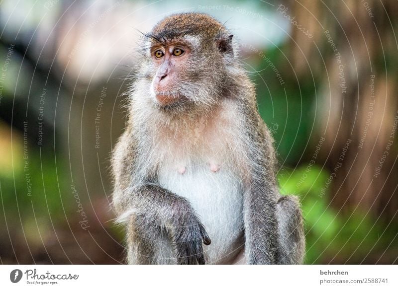 To live in freedom | FERNWEH Vacation & Travel Tourism Trip Adventure Far-off places Freedom Virgin forest Wild animal Animal face Pelt Monkeys longtail macaque