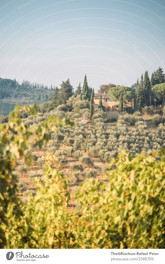 vineyard Nature Landscape Yellow Green Winery Olive Cypress Italy Travel photography Relaxation In transit Hill Land Feature Tree Esthetic Colour photo