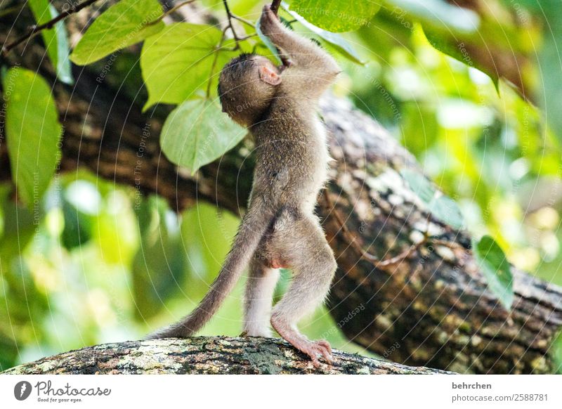 don't let it hang | little macaque baby especially Leaf Tree Impressive Nature Meditative Close-up Blur Animal portrait Bako National Park Wilderness Sarawak