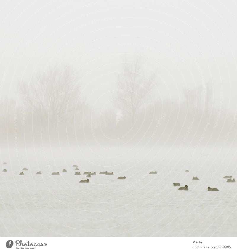 At sea Environment Nature Landscape Plant Water Sky Fog Tree Pond Lake Bird Duck Coot Group of animals Swimming & Bathing Together Bright Small Natural Gray