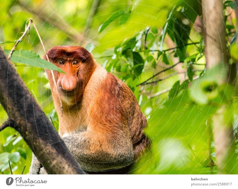 A man's nose. Vacation & Travel Tourism Trip Adventure Far-off places Freedom Tree Leaf Virgin forest Wild animal Animal face Pelt Monkeys Eurasian monkey