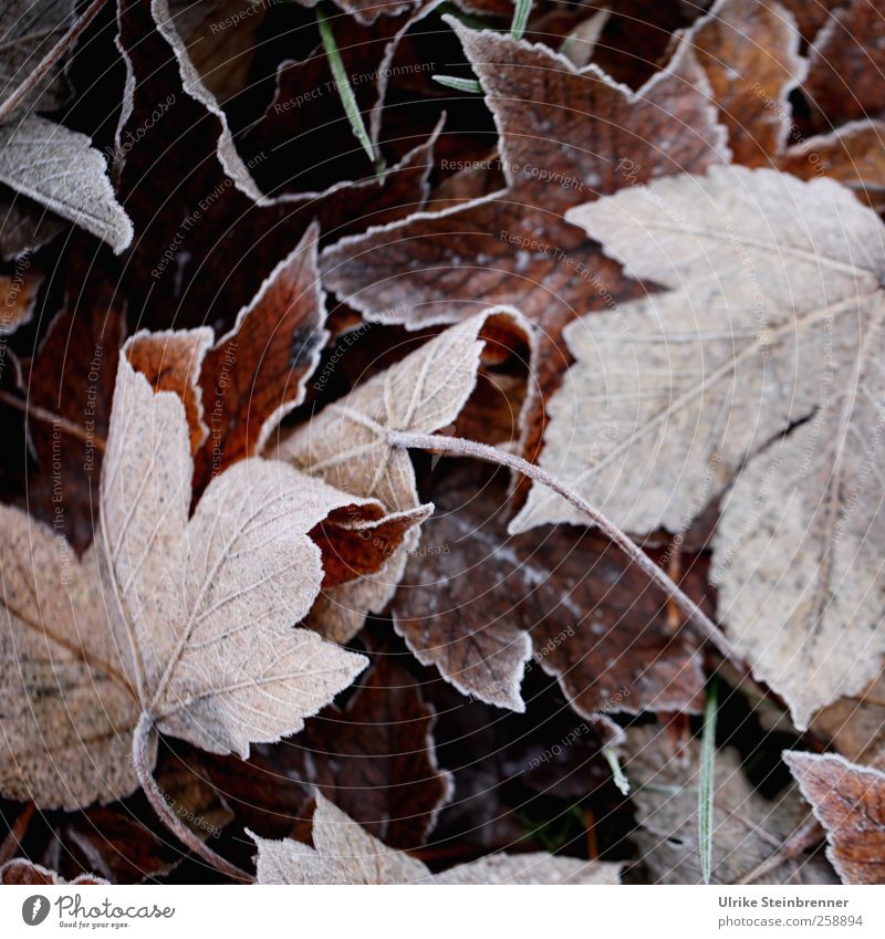 Foliage 1 Environment Nature Plant Winter Weather Ice Frost Leaf Wild plant Autumn leaves Meadow Field Freeze Lie To dry up Cold Sustainability Natural Brown