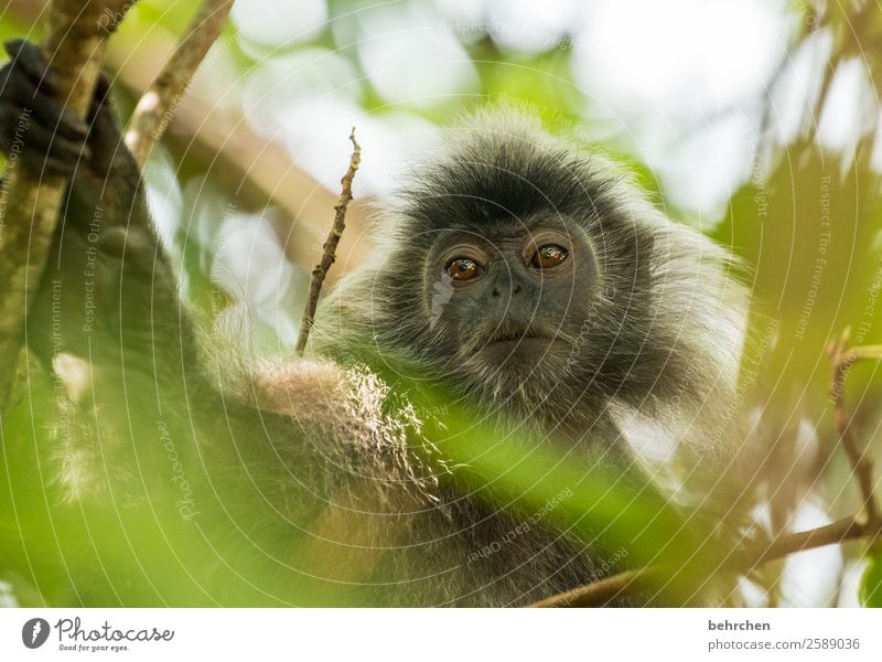 pffff, monday, i look down on you! Cute inquisitorial Leaf Impressive Tree Sunlight Trip Tourism Vacation & Travel Animal protection Asia Adventure Monkeys