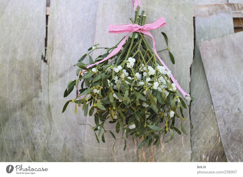 mistletoe branch Living or residing Flat (apartment) Plant bleed Foliage plant Bow hang Fresh Round green Romance Tradition Mistletoe Twigs and branches
