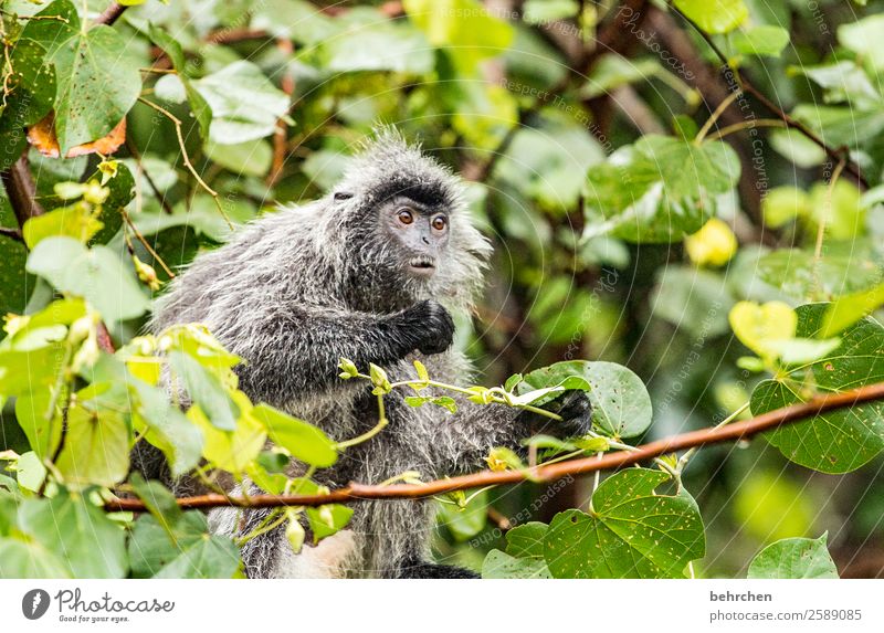What emotion? Monday again? Vacation & Travel Tourism Trip Adventure Far-off places Freedom Nature Virgin forest Wild animal Animal face Pelt Monkeys