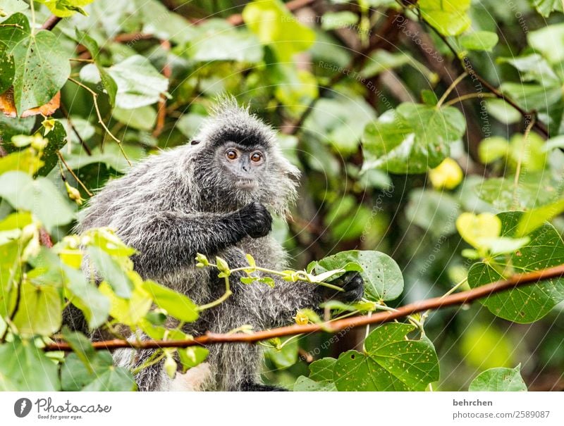 you monkey Vacation & Travel Tourism Trip Adventure Far-off places Freedom Virgin forest Wild animal Animal face Pelt Monkeys langur 1 Exceptional Exotic